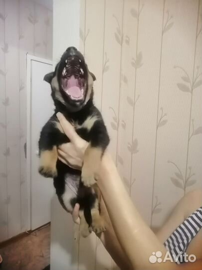 Щенок мальчик 1,5 месяца