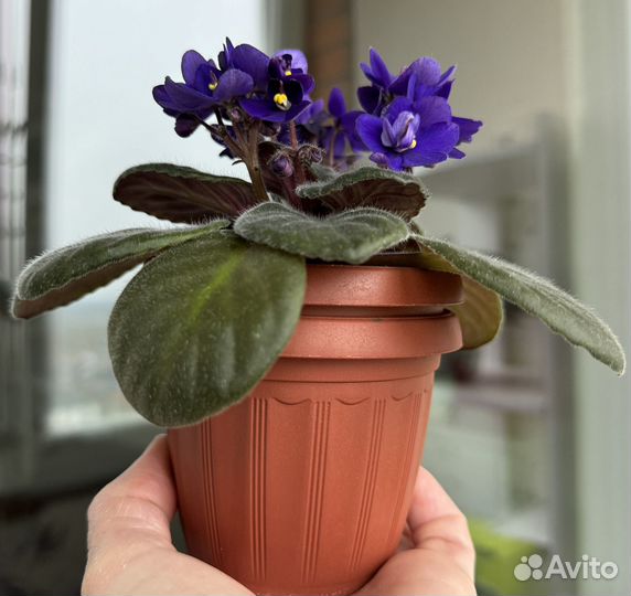 Цветущие фиалки