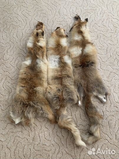 Шкуры лисы