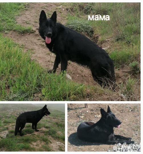 Щенки немецкой овчарки черные