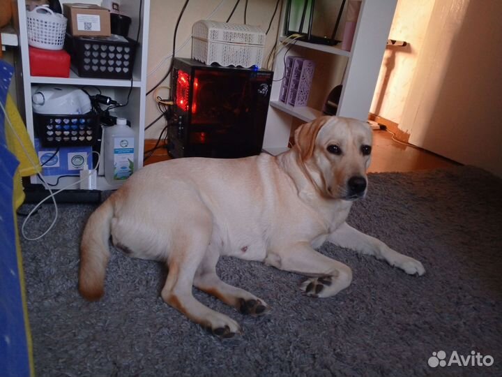 Наша девочка