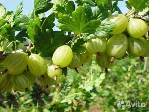 Саженцы неколючего сладкого крыжовника