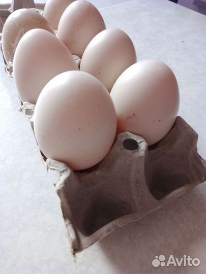 Инкубационные яйца Мускусной индоутки