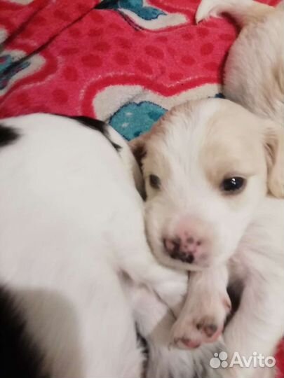 Щенок в добрые руки