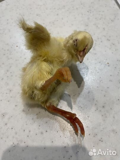 Цыплята суточные на корм (заморозка)