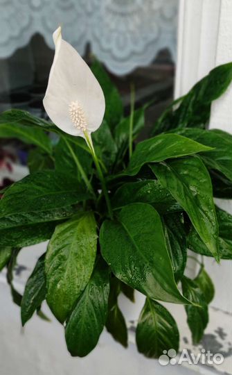Спатифиллум женское счастье