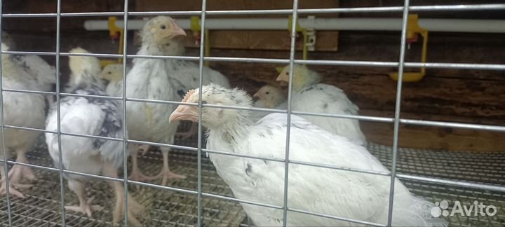 Цыплятки суточные и более взрослые породистые
