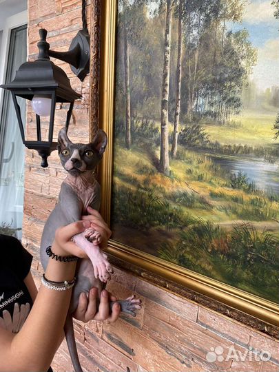 Канадский сфинкс эльф