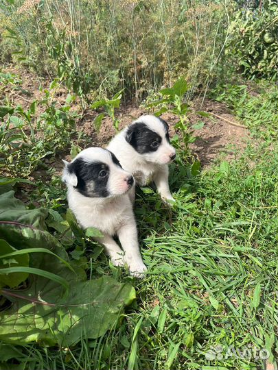 Маленькие собачки в добрые руки