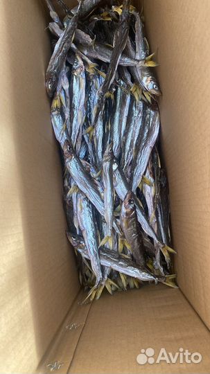 Зубарь сахалинский