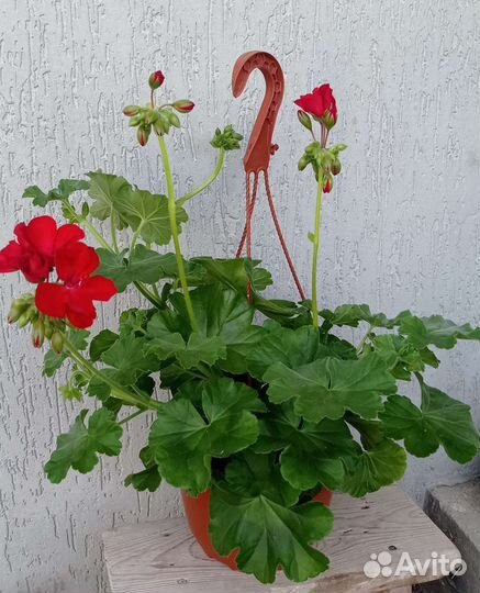 Пеларгония Calliope dark red