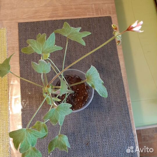 Герань сортовая звезчатая