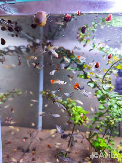 Аквариумные рыбки гуппи