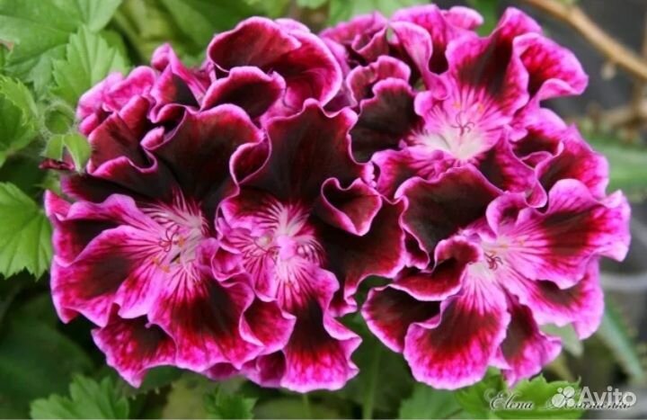 Пеларгония королевская розебудная