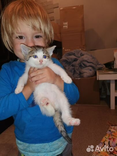 Агата 1,5мес с анализами в дар