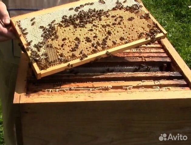 Мед 24 года Алтайский опт