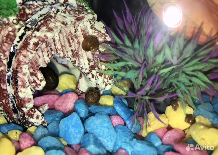 Улитки катушки аквариумные