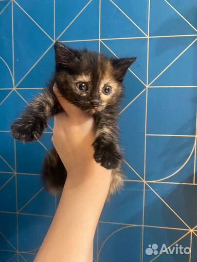 Кошка в дар