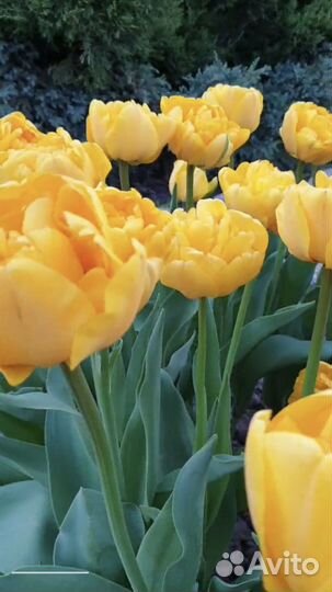 Тюльпаны