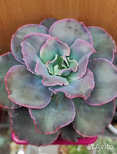 Кактусы и суккуленты