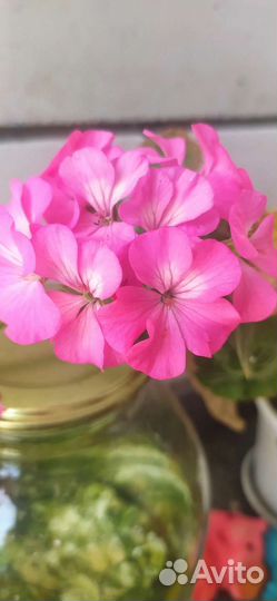 Пеларгония герань