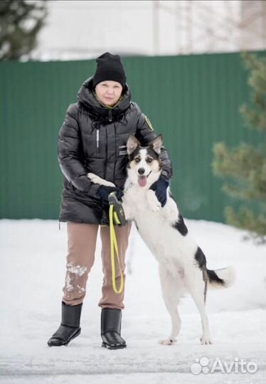 Собака девочка Луна 3 года