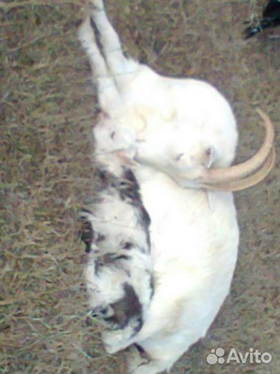 Молочные козы