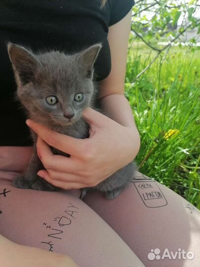 Котята отдам в хорошие руки