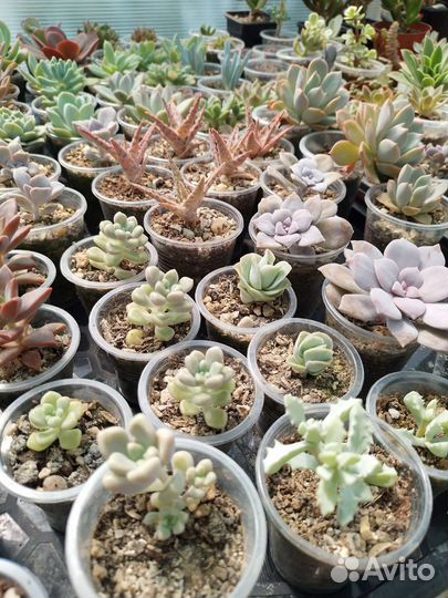 Суккуленты