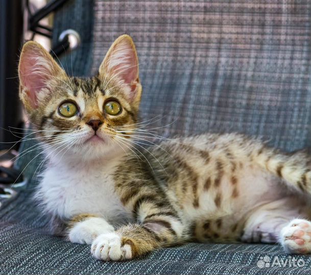 Котёнок Ива