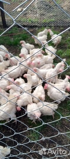 Куры несушки продам