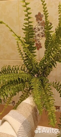 Папоротник нефролепис тигр вариегатный