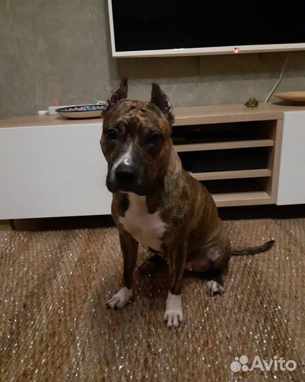 Стаффордширский терьер