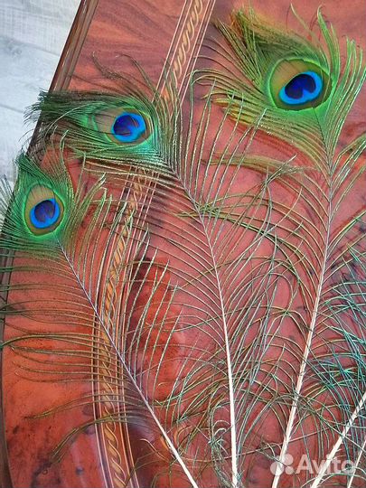 Перо павлина