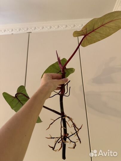 Филодендрон