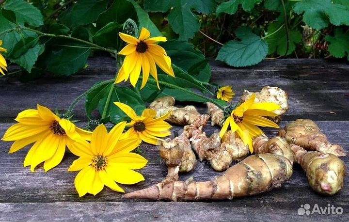 Продам топинамбур - растение многолетник
