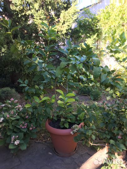 Взрослые плодоносящие лимонные деревья в кашпо