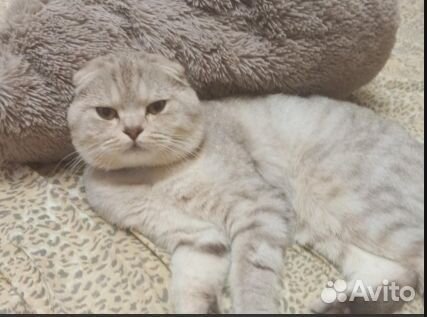 Шотландская