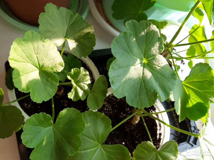 Герань пеларгония