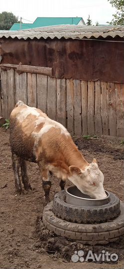 На доращивание