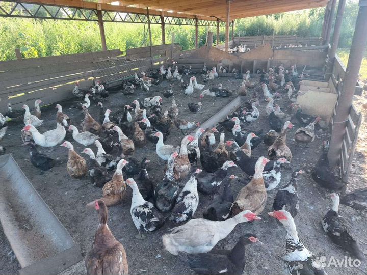 Молодые куры