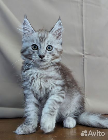 Котята мейн-кун