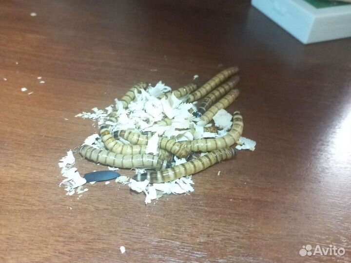 Личинка Зофобаса