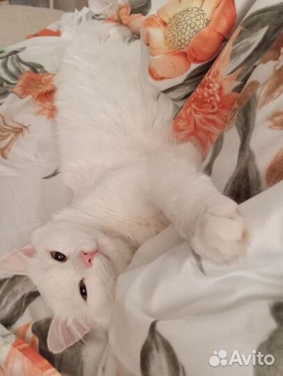 Отдам котика в добрые руки