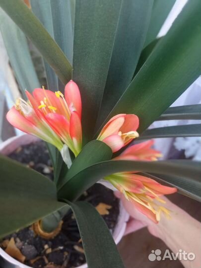 Цветок в горшке