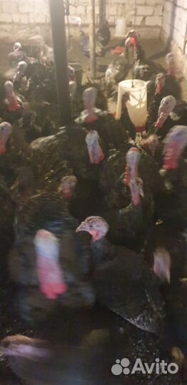 Индюки домашние