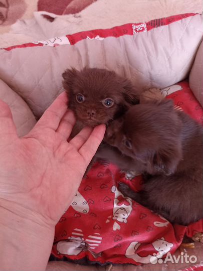 Щенки чихуахуа