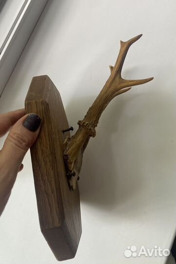 Рога косули