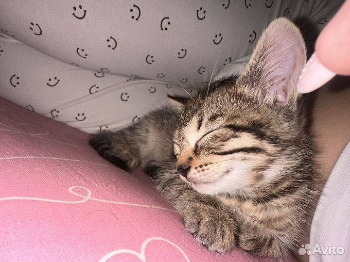 Отдам котят в добрые руки