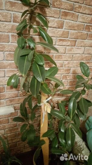 Комнатные цветы